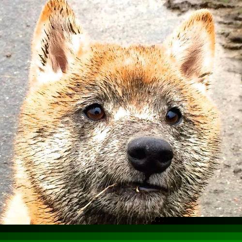 东决关键战之夜，三笘薰压力下完成爆发